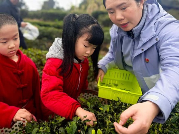 體驗(yàn)采摘茶葉。三官殿幼兒園供圖