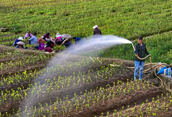 龍?zhí)舵?zhèn)柏香村的油茶苗圃基地，村民正在移栽油茶苗。酉陽縣委宣傳部供圖