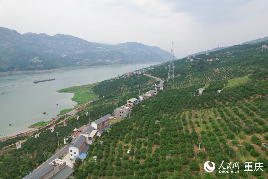 初夏時節(jié)，三沱村的臍橙樹郁郁蔥蔥。人民網(wǎng)記者 劉政寧攝