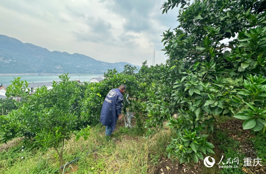 三沱村的村民正在為果樹刷石灰進(jìn)行管護(hù)。人民網(wǎng)記者 劉政寧攝