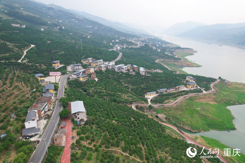 三沱村通過臍橙產(chǎn)業(yè)生動踐行了“兩山”理念的轉(zhuǎn)化路徑。人民網(wǎng)記者 劉政寧攝