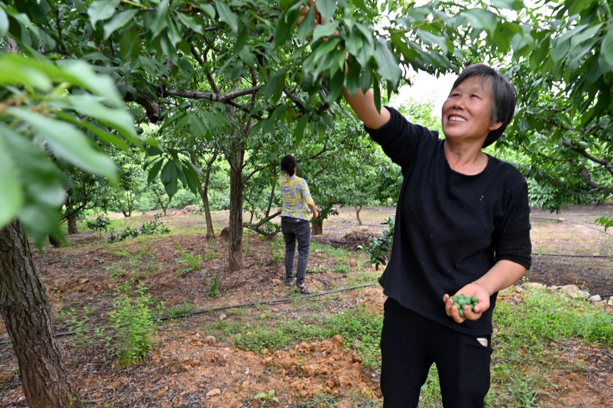 村民們搶抓農(nóng)時，忙著為脆李樹疏果。鄒樂攝