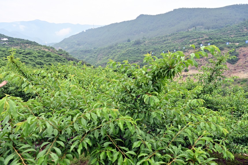 柑園村漫山遍野的脆李樹。鄒樂攝