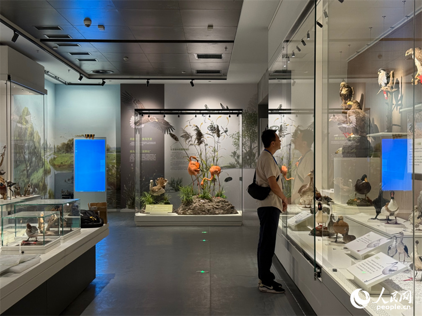 洞庭湖博物館煥新開館。人民網(wǎng)記者 吳茜薇攝