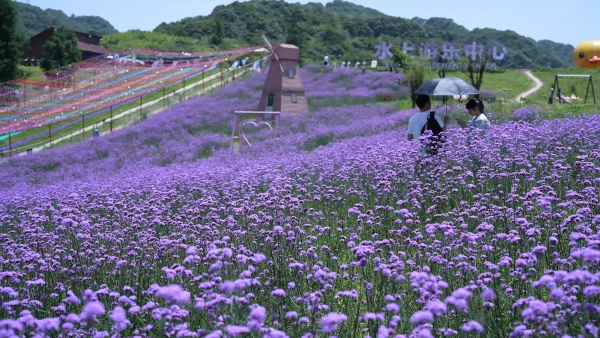 紫色花海。豐都縣委宣傳部供圖