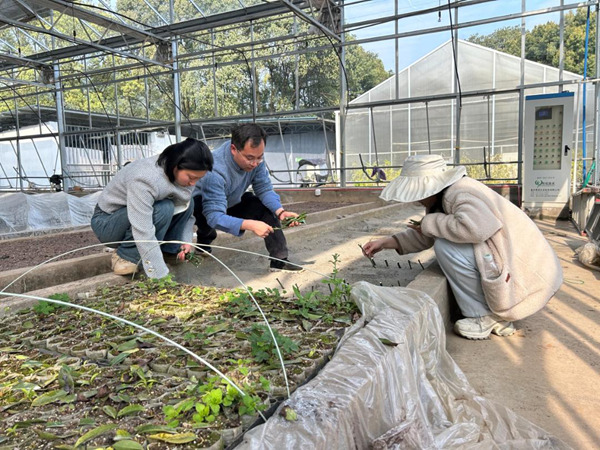 科研團隊開展“千年紅豆樹”扦插試驗。重慶市林業(yè)局供圖