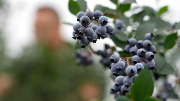 藍莓進入了采摘季。大足臺供圖