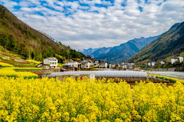 修齊鎮(zhèn)白果村鄉(xiāng)村美景。修齊鎮(zhèn)供圖