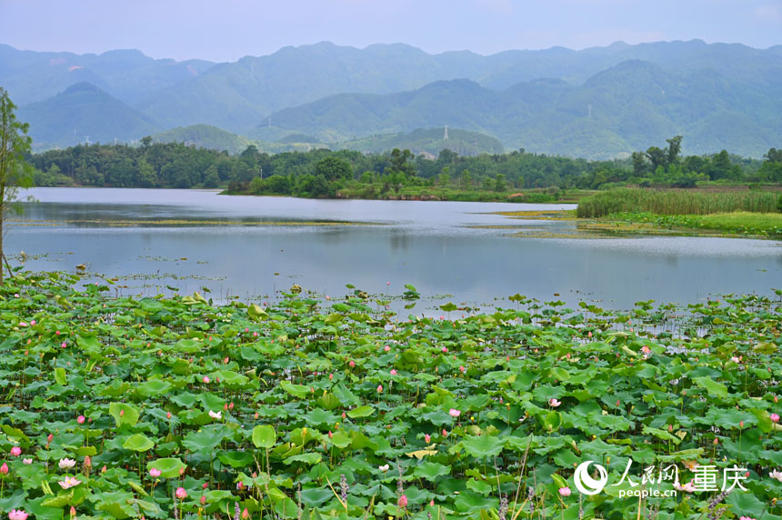 遠(yuǎn)山、荇菜、青荷相映成趣。人民網(wǎng) 鄒樂(lè)攝