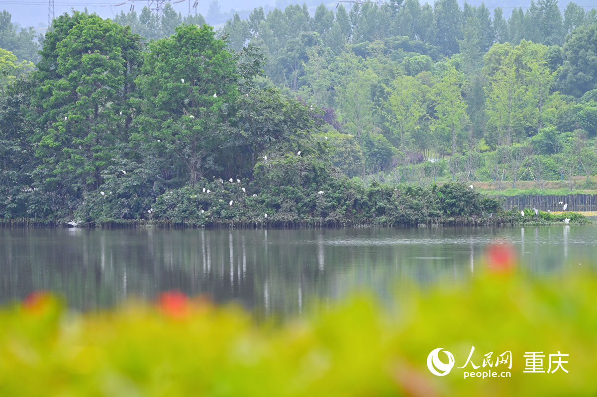 優(yōu)良的生態(tài)環(huán)境吸引眾多鳥類棲息。人民網(wǎng) 鄒樂攝