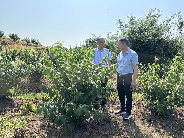 農(nóng)行工作人員深入田間地頭了解臘梅苗種植情況。鄒雨璠 攝