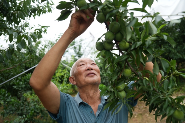 6曲尺鄉(xiāng)權(quán)發(fā)村果農(nóng)在查看脆李生長(zhǎng)情況。盧先慶攝