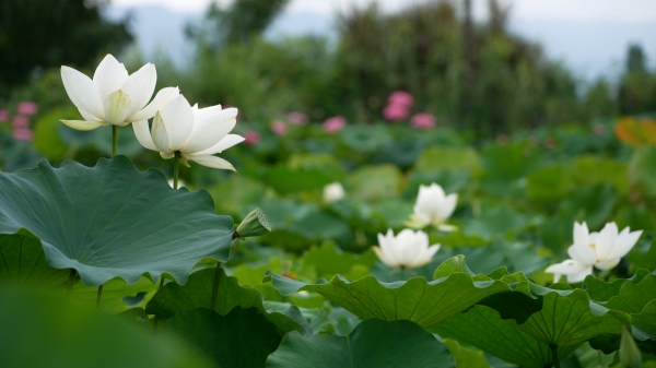 “白君子蓮” 迎來盛花期。大足區(qū)融媒體中心供圖