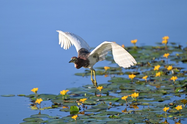 池鷺掠過水面。余先懷攝