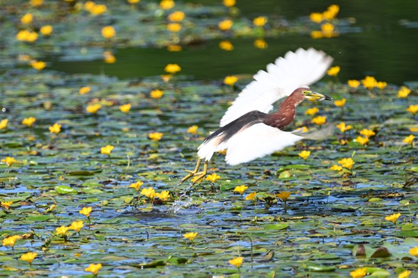 池鷺撥水弄荇菜。余先懷攝