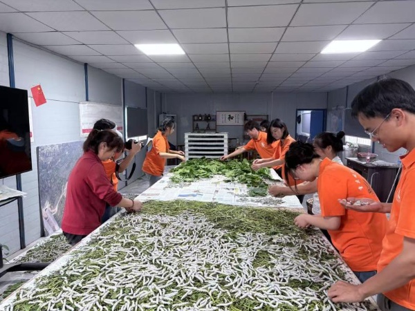 實(shí)踐團(tuán)在養(yǎng)蠶基地學(xué)習(xí)。受訪者供圖