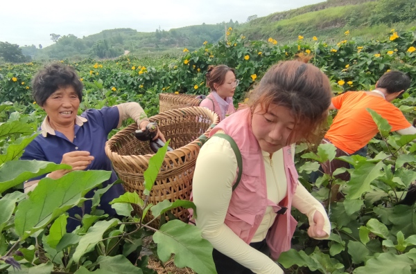團(tuán)隊(duì)成員幫村民采摘農(nóng)作物。重慶移通學(xué)院供圖