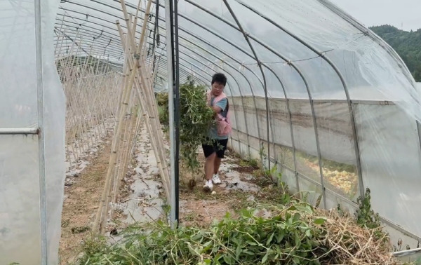 團(tuán)隊(duì)成員在大棚里揮汗除草。重慶移通學(xué)院供圖