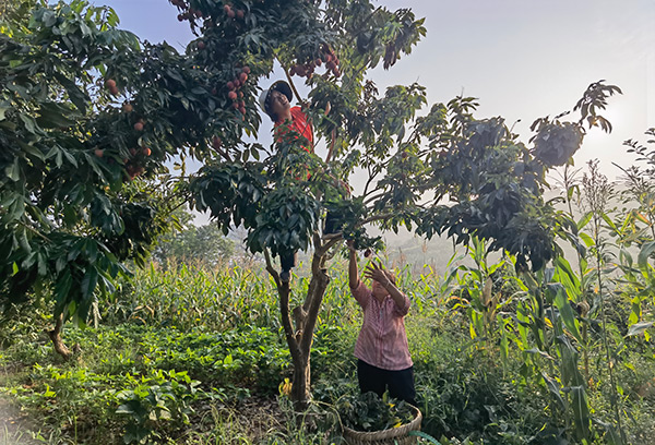 果農采摘荔枝。涪陵區(qū)委宣傳部供圖
