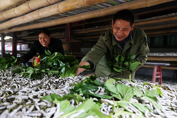 農(nóng)戶養(yǎng)蠶。重慶市商務(wù)委員會(huì)供圖