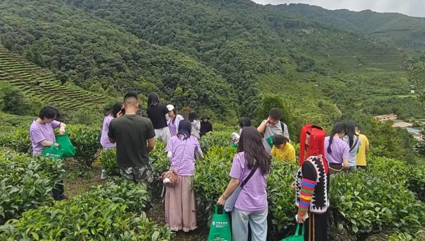 實(shí)踐團(tuán)師生體驗(yàn)采茶現(xiàn)場(chǎng)。李燦攝