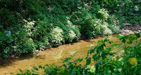 清水溪及鳳凰溪“清水綠岸”治理提升工程。重慶市住房和城鄉(xiāng)建設委員會供圖
