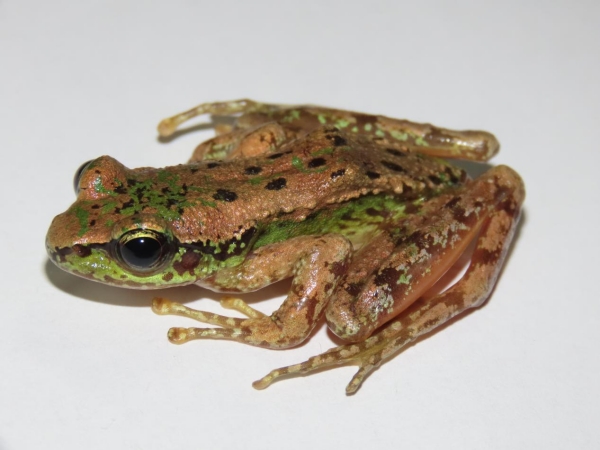 棘皮湍蛙。五里坡國家級自然保護(hù)區(qū)供圖