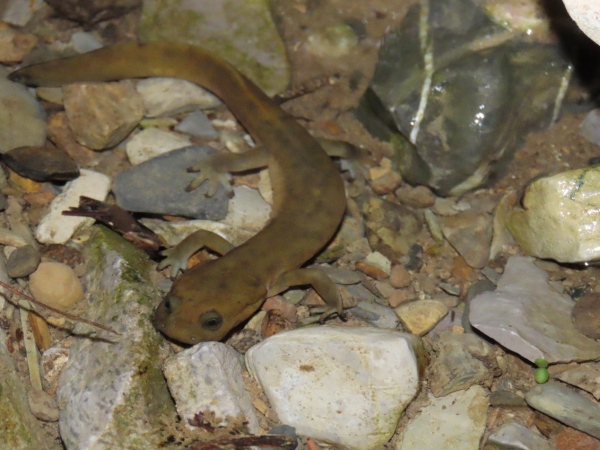 巫山巴鯢。五里坡國家級自然保護(hù)區(qū)供圖