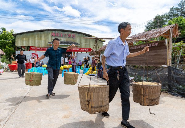 “三方共耕”分紅現(xiàn)場(chǎng)，村民們領(lǐng)取分紅的谷子。羅川攝