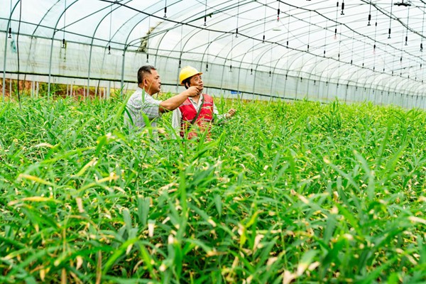 電力人員對(duì)灌溉設(shè)備用電情況進(jìn)行安全檢查。國(guó)網(wǎng)永川供電公司供圖