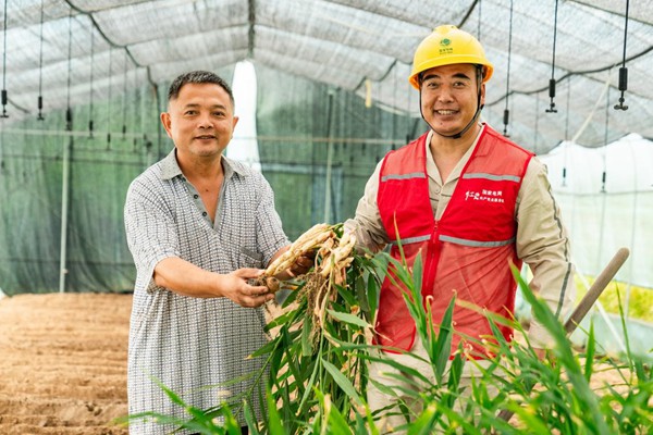 電力人員協(xié)助村民收獲生姜。國(guó)網(wǎng)永川供電公司供圖