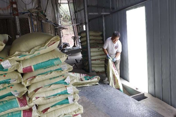 農(nóng)戶正在為自動化投喂設(shè)備加入飼料。鄒雨璠攝