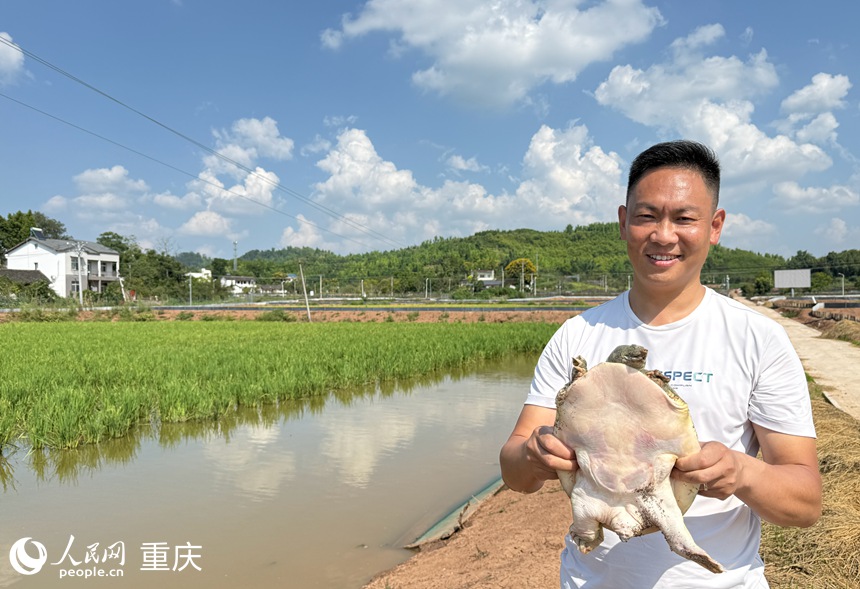 在“稻鱉共生”綜合種養(yǎng)示范基地，袁仁剛展示養(yǎng)殖的甲魚。人民網(wǎng)記者 胡虹攝