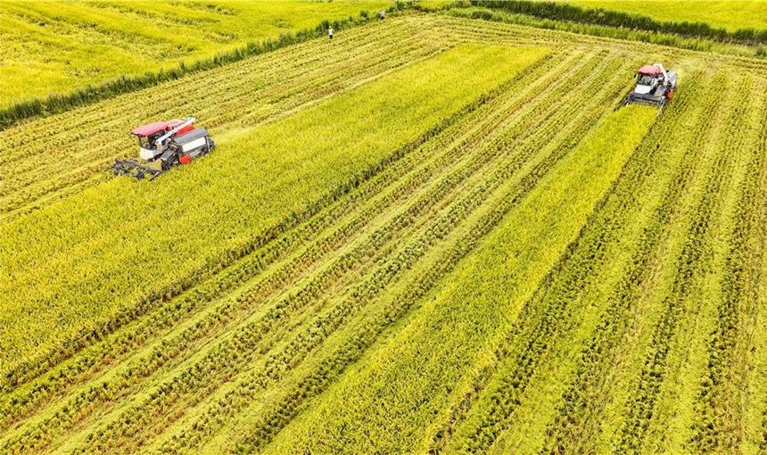 星橋鎮(zhèn)兩路村，兩輛收割機在田間收割水稻。熊偉攝