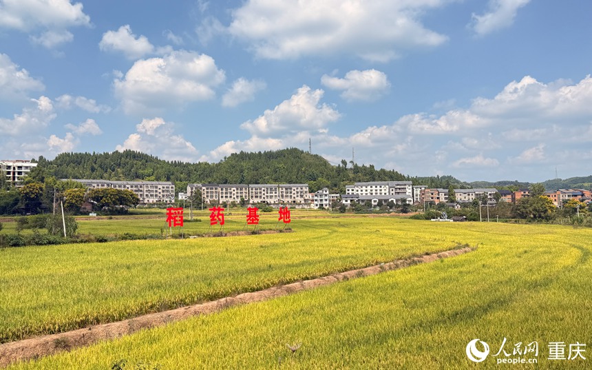 鐵山鎮(zhèn)稻藥基地。人民網(wǎng)記者 胡虹攝