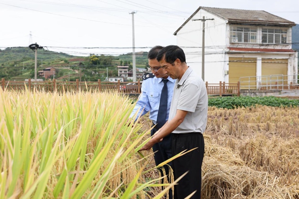 在巫山縣廟宇鎮(zhèn)，萬畝稻谷進(jìn)入豐收期，巫山縣稅務(wù)人員走訪當(dāng)?shù)厮痉N植企業(yè)，了解秋收情況，輔導(dǎo)發(fā)票開具流程。余琦攝