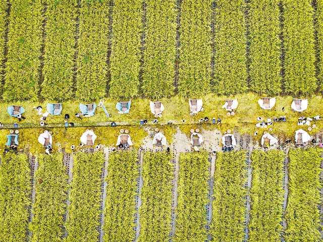 九月二十三日，忠縣馬灌鎮(zhèn)果園村，第二屆農(nóng)民農(nóng)耕賽事運動會現(xiàn)場舉行的水稻收割比賽。記者 鄭宇 攝\視覺重慶