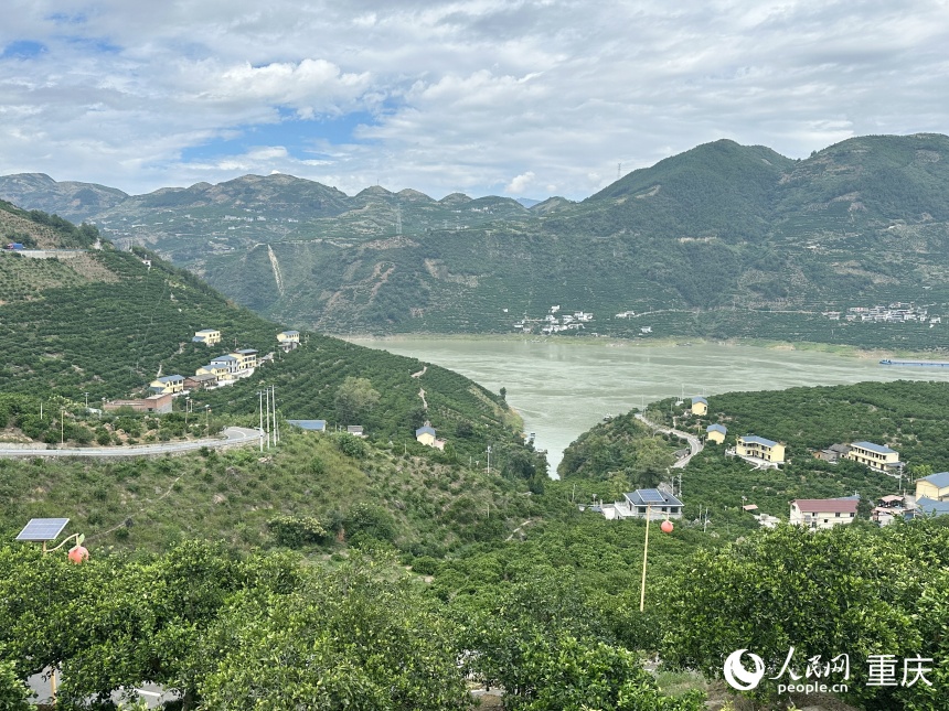 奉節(jié)縣永樂鎮(zhèn)大壩村臍橙樹遍布山坡。人民網記者 劉政寧攝