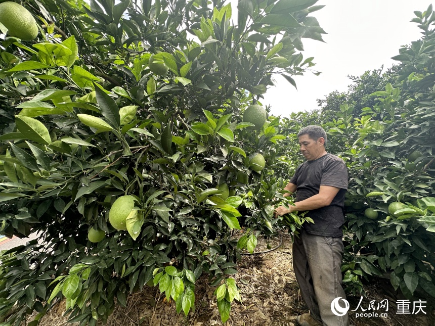 李仕全正在為果樹梳枝。人民網記者 劉政寧攝