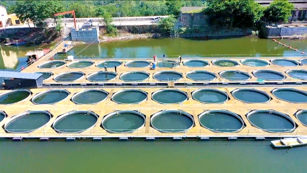 豐都硒鍶魚養(yǎng)殖區(qū)。杜宏超攝