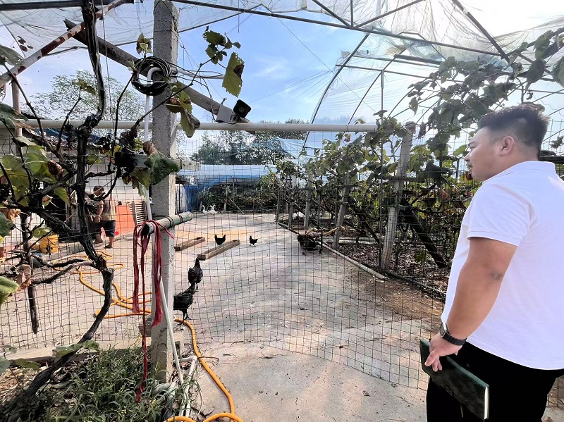 袁一焯察看村里新引入的鹽津?yàn)豕请u養(yǎng)殖情況。周小平攝