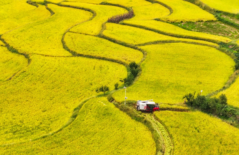 豐收時(shí)節(jié)，收割機(jī)穿梭在金色的稻田間。熊偉攝