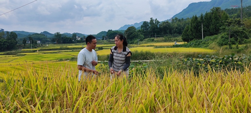 李英查看水稻生長情況。張常偉攝
