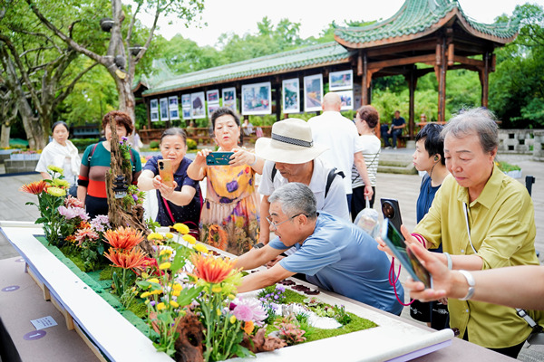 菊展現(xiàn)場(chǎng)插花，吸引游客駐足觀看。活動(dòng)方供圖