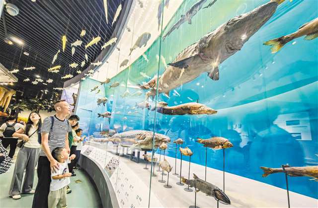 10月3日，北碚區(qū)重慶自然博物館，市民正在參觀了解長江魚類。首席記者 龍帆 攝/視覺重慶