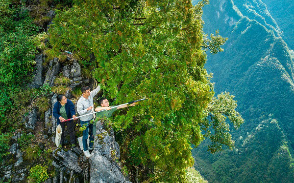 雪寶山青年團(tuán)隊(duì)在懸崖峭壁上采集崖柏種子。重慶市林業(yè)局供圖
