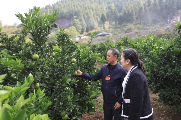 洪安鎮(zhèn)“藍(lán)色貼心人”代表小組深入果園了解情況。胡程攝