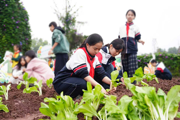 附屬中學(xué)學(xué)生正在種植季節(jié)蔬菜。馮斌洋攝