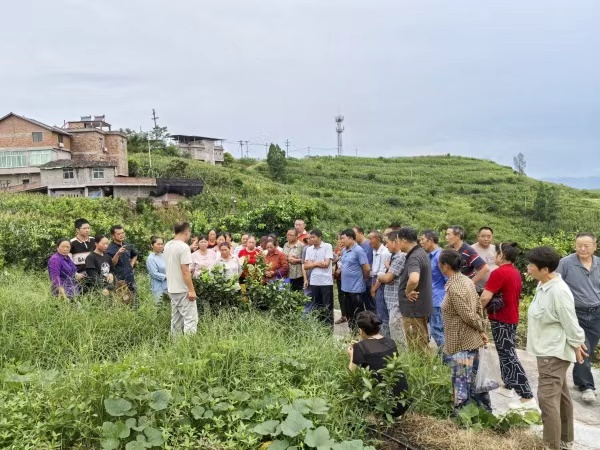 專(zhuān)家為果農(nóng)講解管護(hù)技術(shù)。何文穎攝