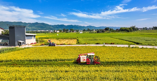 8月25日，墊江縣沙坪鎮(zhèn)李白村水稻制種基地，農(nóng)機穿梭在稻田里收割水稻。（資料圖片）特約攝影 龔長浩